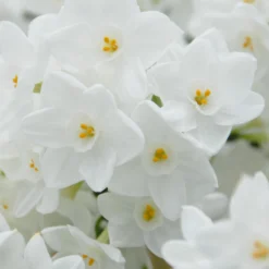 Narcissus Tazetta 'Inbal' -Cheap Ethereal Yard Store narcissus paperwhite inbal 6