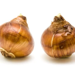 Narcissus Tazetta 'Inbal' -Cheap Ethereal Yard Store narcissus paperwhite inbal 8