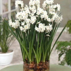 Narcissus Tazetta 'Paperwhite' -Cheap Ethereal Yard Store narcissus paperwhite scaled