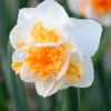 Narcissus 'Peach Prince'