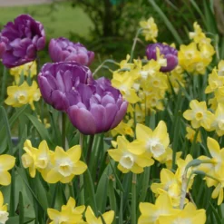 Narcissus 'Pipit' 10 Narcissus 'Pipit' -Cheap Ethereal Yard Store narcissus pipit 3 scaled