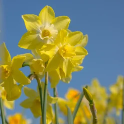 Narcissus 'Pipit' 9 Narcissus 'Pipit' -Cheap Ethereal Yard Store narcissus pipit 6