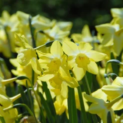 Narcissus 'Pipit' 12 Narcissus 'Pipit' -Cheap Ethereal Yard Store narcissus pipit 7 scaled