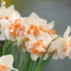Narcissus 'Replete' -Cheap Ethereal Yard Store narcissus replete 2