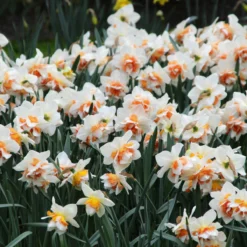 Narcissus 'Replete' -Cheap Ethereal Yard Store narcissus replete 6