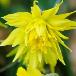 Narcissus 'Rip Van Winkle'