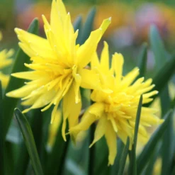 Cheap Ethereal Yard Store -Cheap Ethereal Yard Store narcissus rip van winkle 4