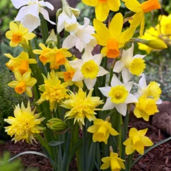 Narcissus 'Rockgarden Mix'
