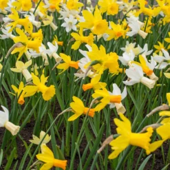 Narcissus 'Rockgarden Mix' -Cheap Ethereal Yard Store narcissus rockgarden mixed 1