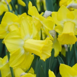 Narcissus 'Sabatini' -Cheap Ethereal Yard Store narcissus sabatini 2 scaled