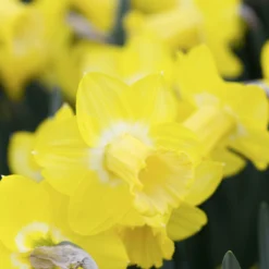 Narcissus 'Sabatini' -Cheap Ethereal Yard Store narcissus sabatini 4 scaled