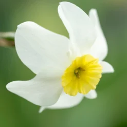 Narcissus 'Segovia' -Cheap Ethereal Yard Store narcissus segovia 10