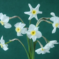 Narcissus 'Segovia' -Cheap Ethereal Yard Store narcissus segovia 11 scaled
