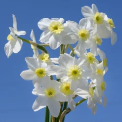 Narcissus 'Segovia' -Cheap Ethereal Yard Store narcissus segovia 13 scaled