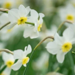 Cheap Ethereal Yard Store -Cheap Ethereal Yard Store narcissus segovia 15 scaled