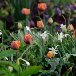 Narcissus 'Segovia' -Cheap Ethereal Yard Store narcissus segovia 5 scaled