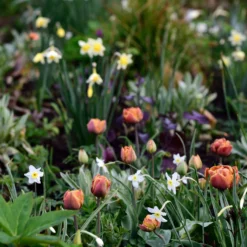 Narcissus 'Segovia' -Cheap Ethereal Yard Store narcissus segovia 6 scaled