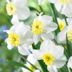 Narcissus 'Segovia'
