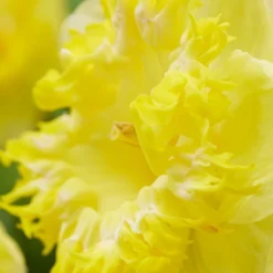 Narcissus 'Snowtip' -Cheap Ethereal Yard Store narcissus snowtip 4