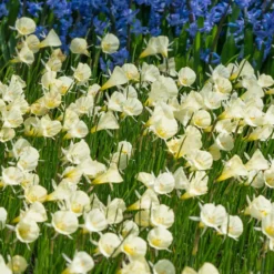 Narcissus 'Spoirot' -Cheap Ethereal Yard Store narcissus spoirot 2 scaled