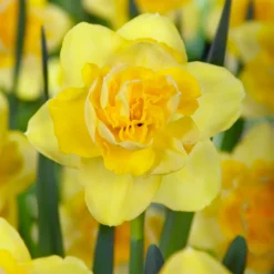 Narcissus 'Spring Paradijs'