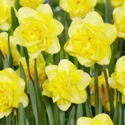 Narcissus 'Spring Paradijs' -Cheap Ethereal Yard Store narcissus spring paradijs 02