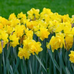 Narcissus 'Spring Paradijs' -Cheap Ethereal Yard Store narcissus spring paradise 5 scaled