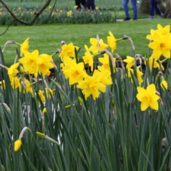 Narcissus 'Sweetness' -Cheap Ethereal Yard Store narcissus sweetness 10