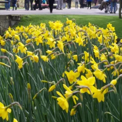 Narcissus 'Sweetness' -Cheap Ethereal Yard Store narcissus sweetness 2