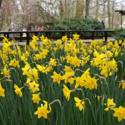 Narcissus 'Sweetness' -Cheap Ethereal Yard Store narcissus sweetness 6