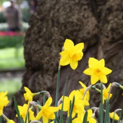 Narcissus 'Sweetness' -Cheap Ethereal Yard Store narcissus sweetness 8