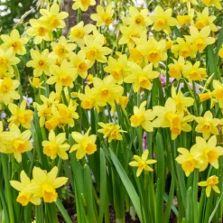 Narcissus 'TĂȘte Ă TĂȘte'