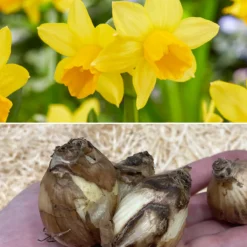 Narcissus 'TĂȘte Ă TĂȘte XXL'