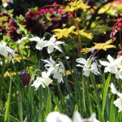 Narcissus 'Thalia' 14 Narcissus 'Thalia' -Cheap Ethereal Yard Store narcissus thalia 10