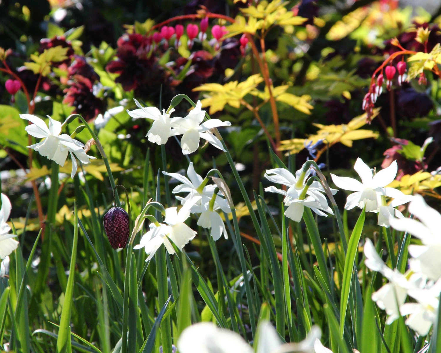 Narcissus 'Thalia' 4 Narcissus 'Thalia' - Image 4