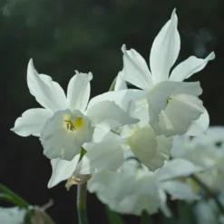 Narcissus 'Thalia' 18 Narcissus 'Thalia' -Cheap Ethereal Yard Store narcissus thalia 2