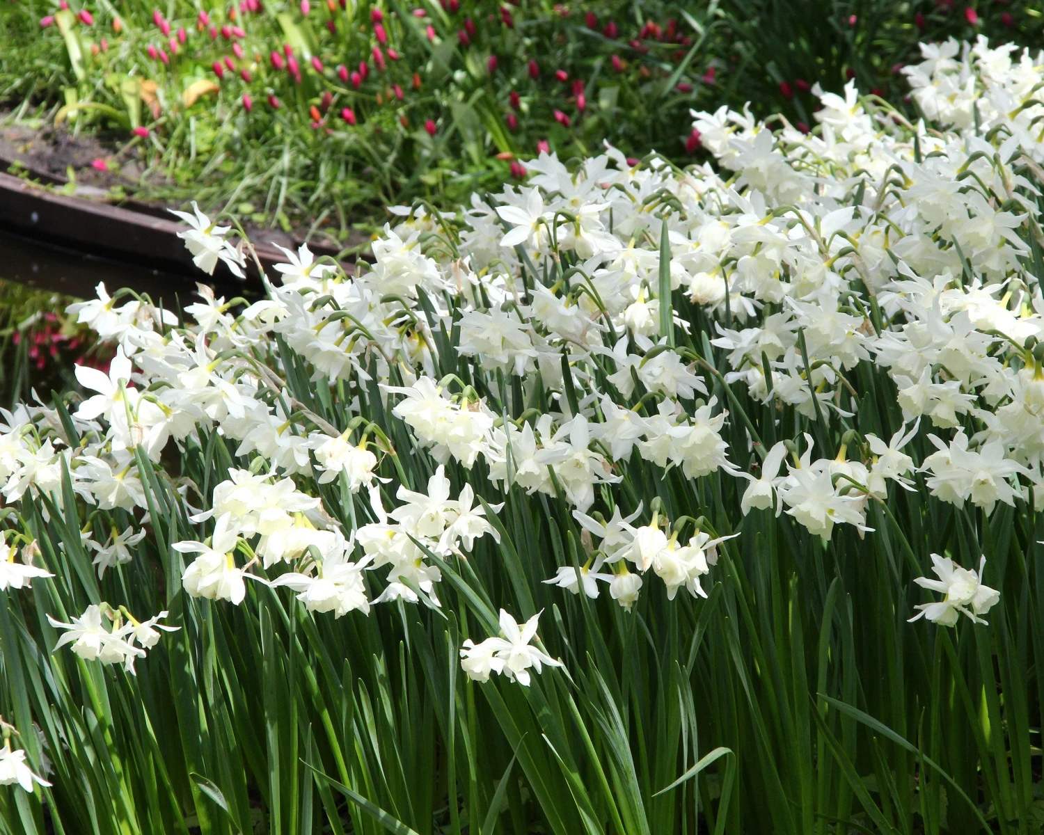 Narcissus 'Thalia' 3 Narcissus 'Thalia' - Image 3