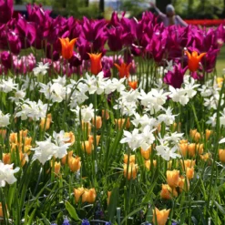 Narcissus 'Thalia' 17 Narcissus 'Thalia' -Cheap Ethereal Yard Store narcissus thalia 2 ccaefb35 1d77 434c b188 7b9a5b6e5616