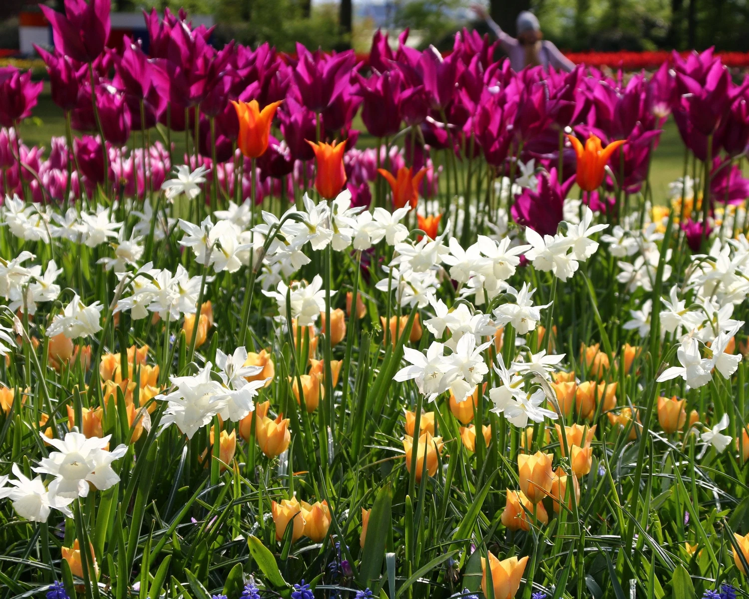 Narcissus 'Thalia' 7 Narcissus 'Thalia' - Image 7