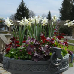 Narcissus 'Thalia' 21 Narcissus 'Thalia' -Cheap Ethereal Yard Store narcissus thalia 5