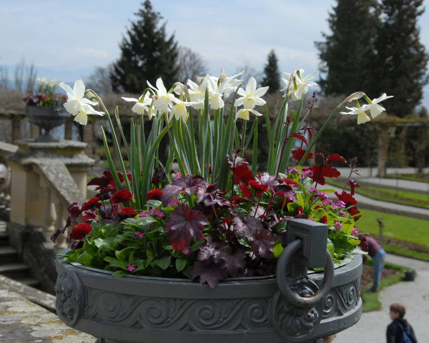 Narcissus 'Thalia' 11 Narcissus 'Thalia' - Image 11
