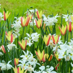 Narcissus 'Thalia' 19 Narcissus 'Thalia' -Cheap Ethereal Yard Store narcissus thalia 6