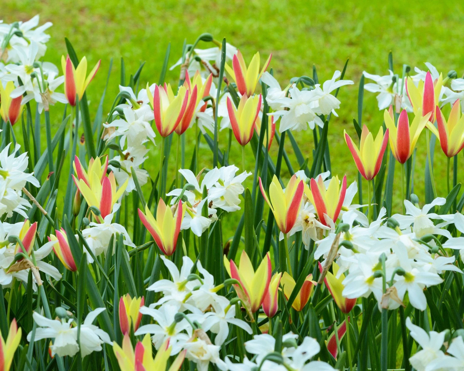 Narcissus 'Thalia' 9 Narcissus 'Thalia' - Image 9