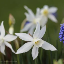 Narcissus 'Thalia' 16 Narcissus 'Thalia' -Cheap Ethereal Yard Store narcissus thalia 6 5ab210cb 336e 4254 a292 dd6a2dee0784