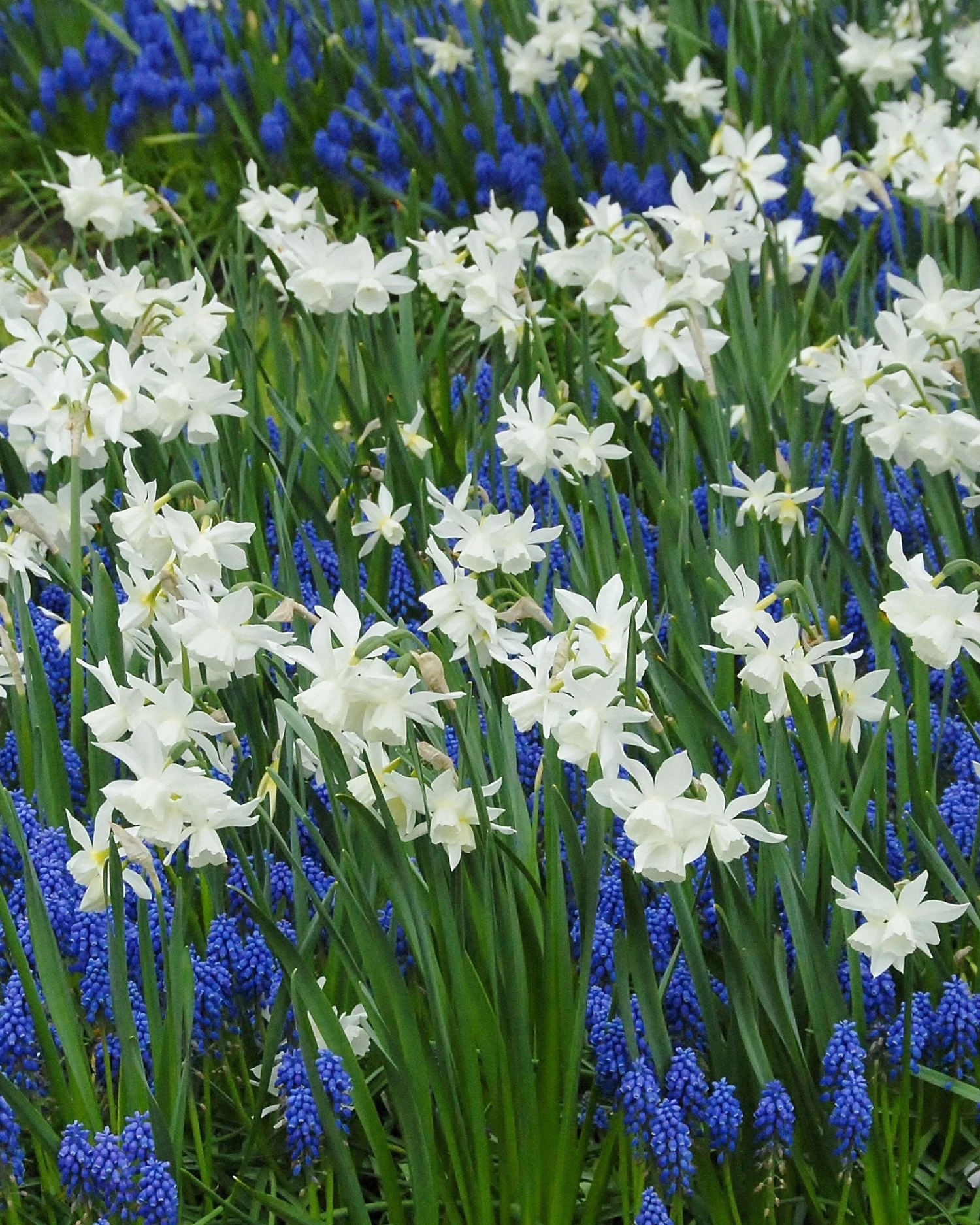 Narcissus 'Thalia' 2 Narcissus 'Thalia' - Image 2