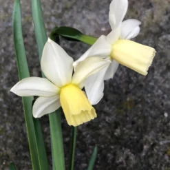 Narcissus 'Toto'