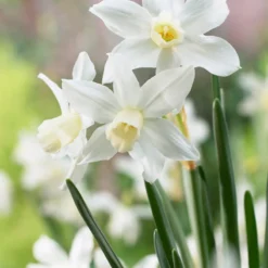 Cheap Ethereal Yard Store -Cheap Ethereal Yard Store narcissus toto 1
