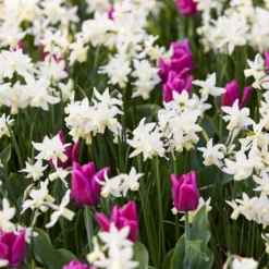 Narcissus 'Toto' -Cheap Ethereal Yard Store narcissus toto 2