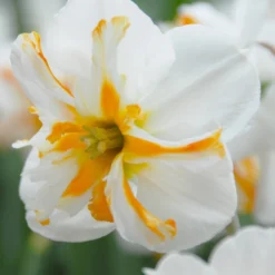 Narcissus 'Trepolo'