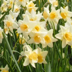 Narcissus 'Waterperry'